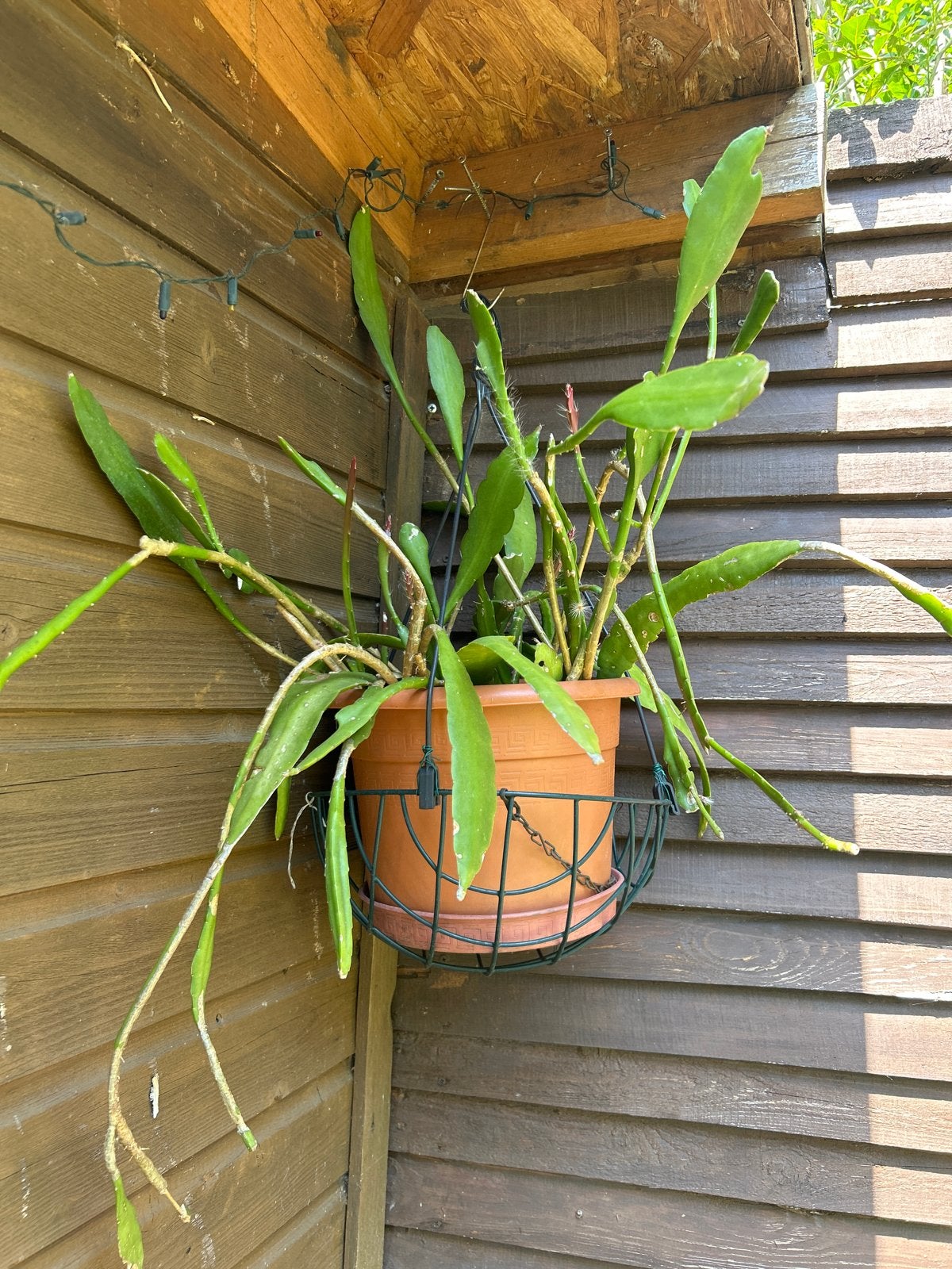 Epiphyllum (Orchideeën Cactus) - Unieke Hangplant, Overige soorten, Vaste plant, Ophalen of Verzenden, Halfschaduw