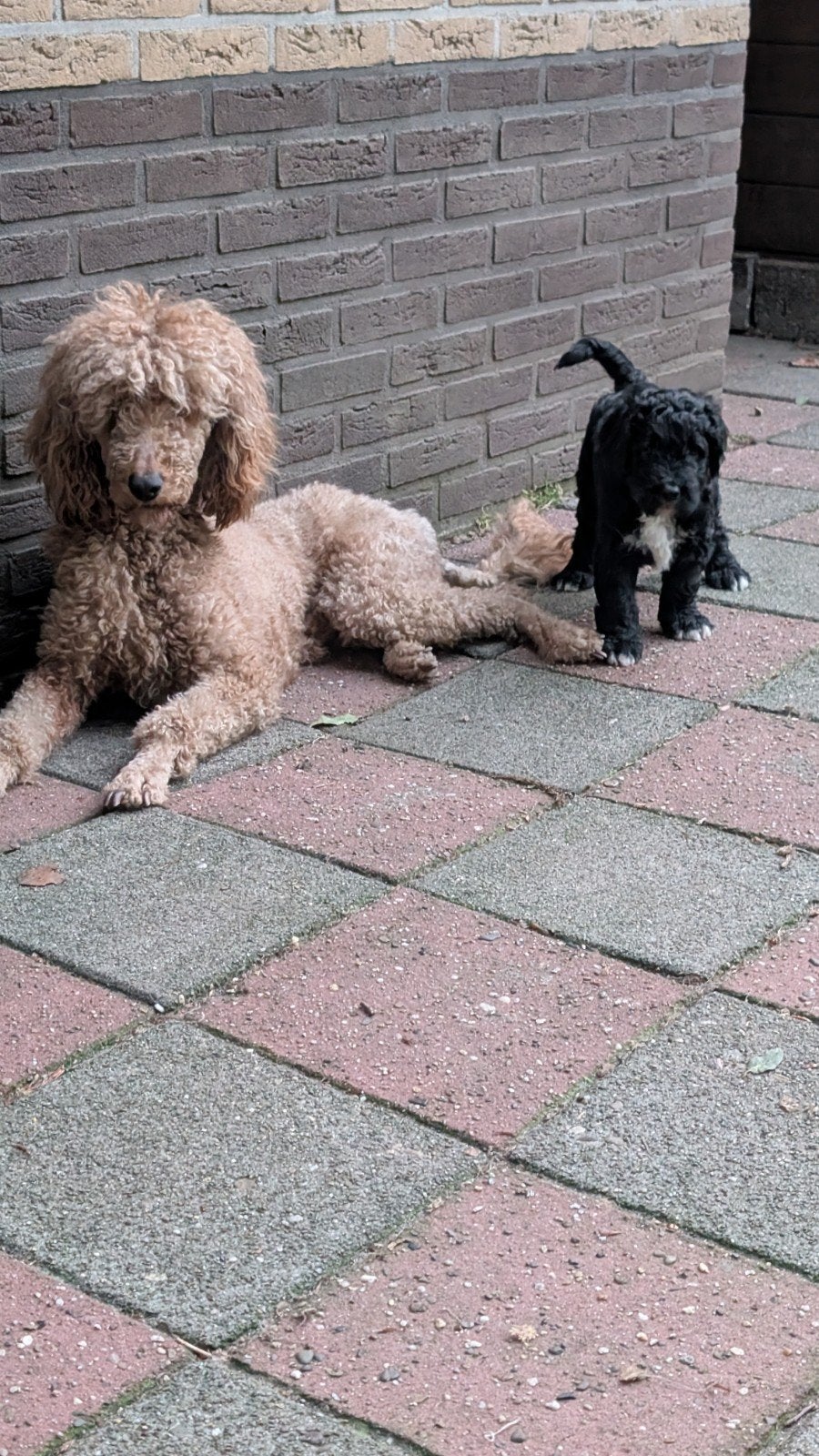 Bernedoodle Pup, Dieren en Toebehoren, Reu, 8 tot 15 weken, Groot, Eén hond