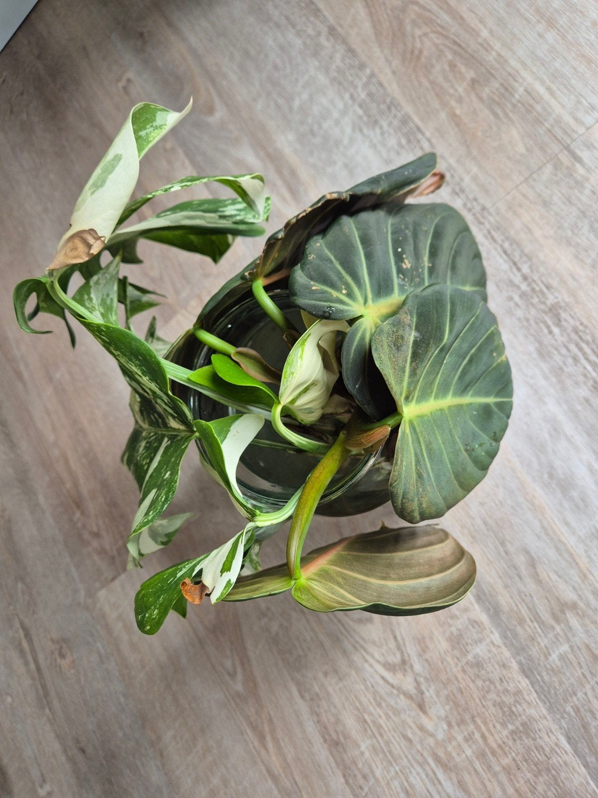 Stekken van Philodendron Gigas en Monstera Variegata, Ophalen, Halfschaduw, Minder dan 100 cm
