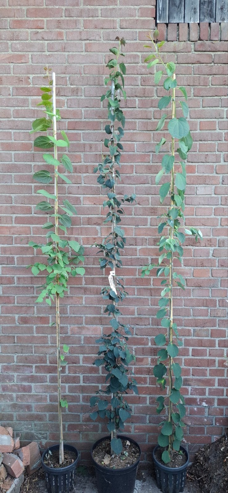 Cercidiphyllum japonicum, katsuraboom, Ophalen, Overige soorten