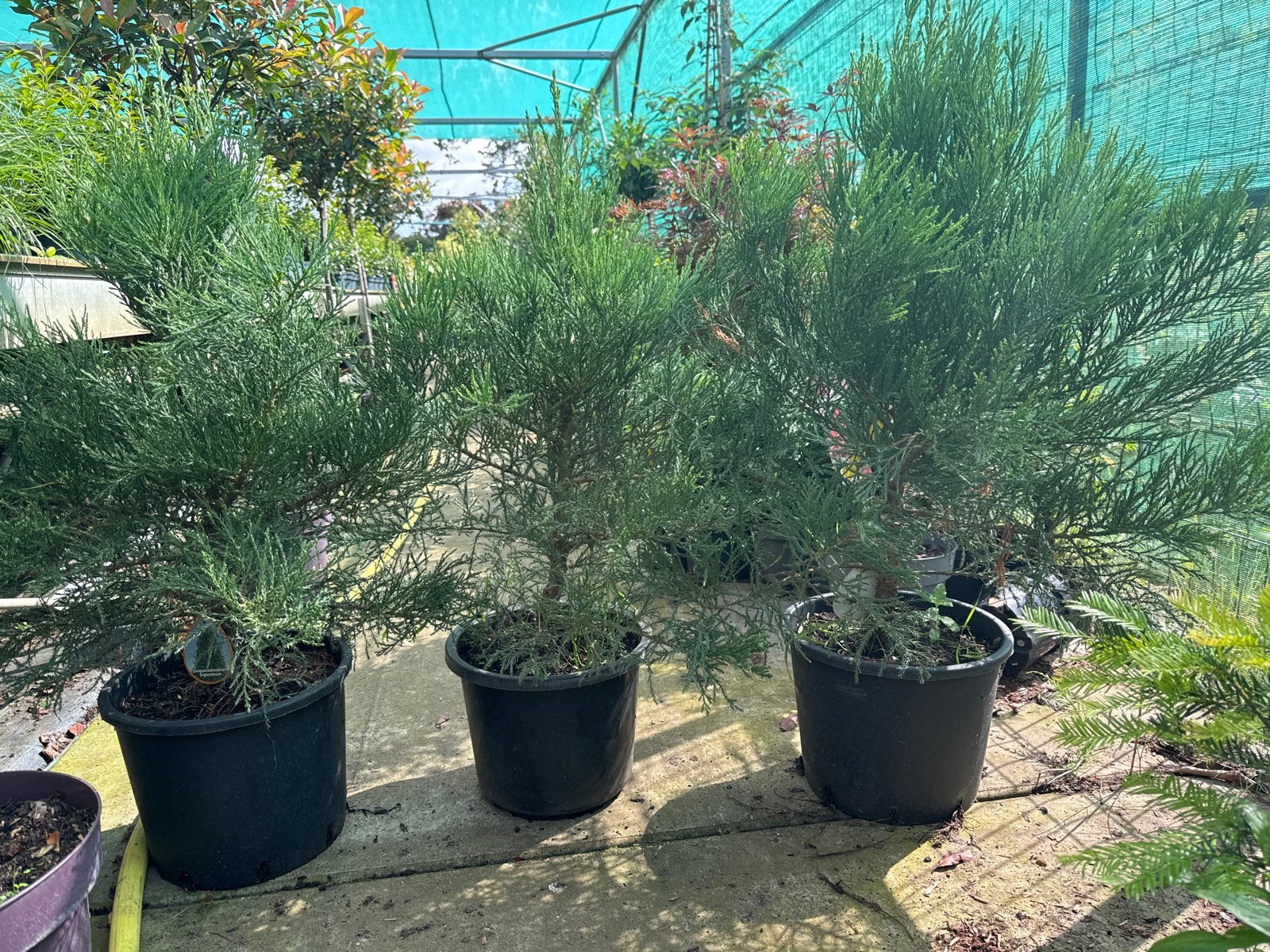 Sequoiadendron in 15L pot, 80 -125 cm hoog, Ophalen, Vaste plant, Overige soorten, Volle zon