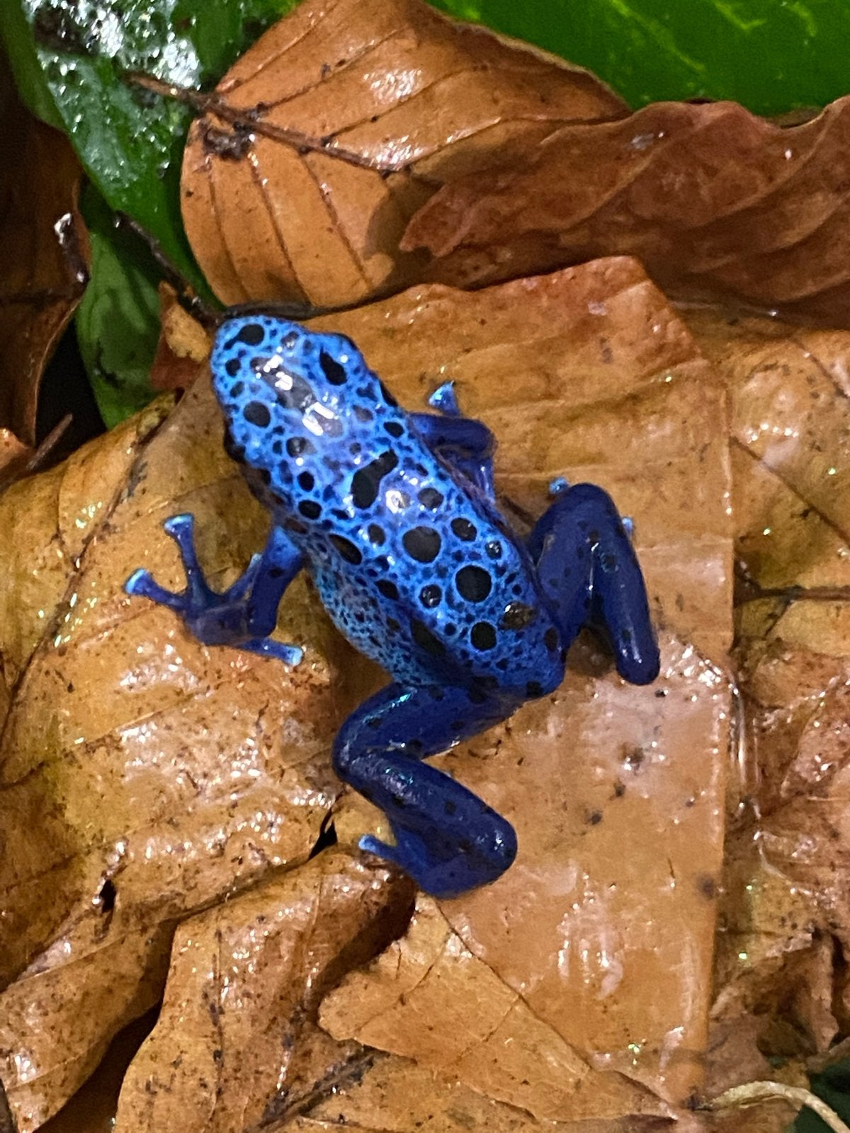 Verschillende soorten gifkikkers Frog photo 3