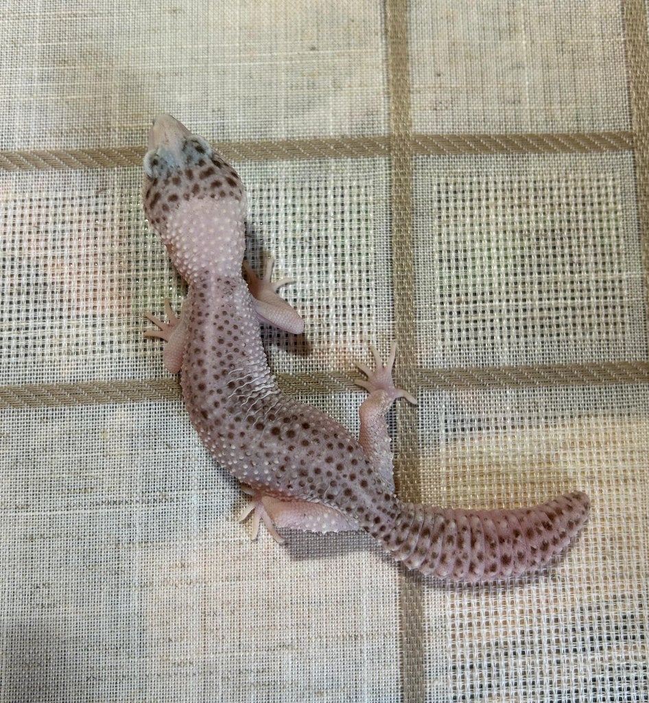 Luipaardgekko - NK22 - 0.1.0 - Pet only, Hagedis, Tam, 3 tot 6 jaar