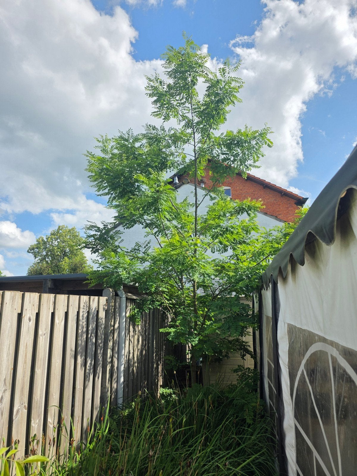 Valse Christusdoorn - Gleditsia Triacanthos, Ophalen, Bloeit niet, Volle zon, Overige soorten