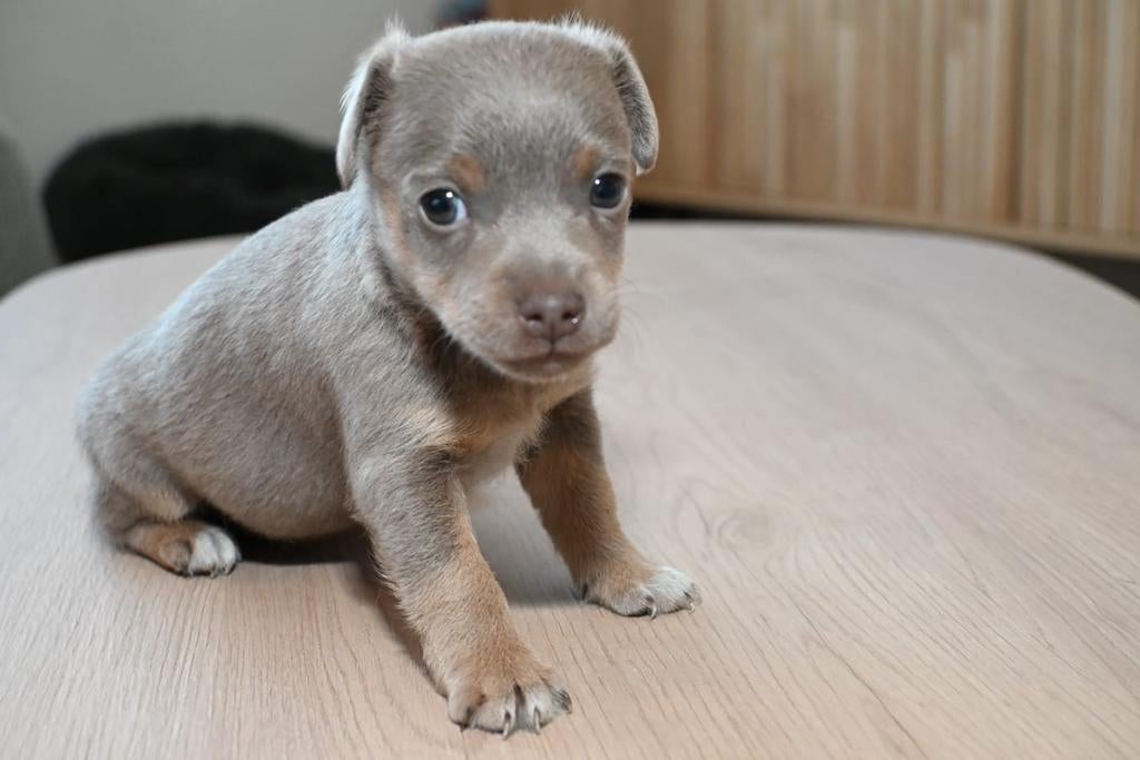 Bijzonder mooie Jack Russel pups te koop, Dieren en Toebehoren, Honden | Jack Russells en Terriërs, Parvo, Jack Russell Terriër