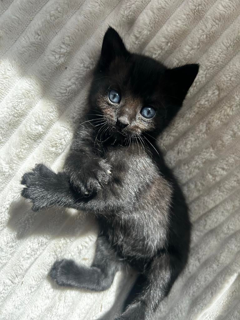 2 kittens, Dieren en Toebehoren, Poes
