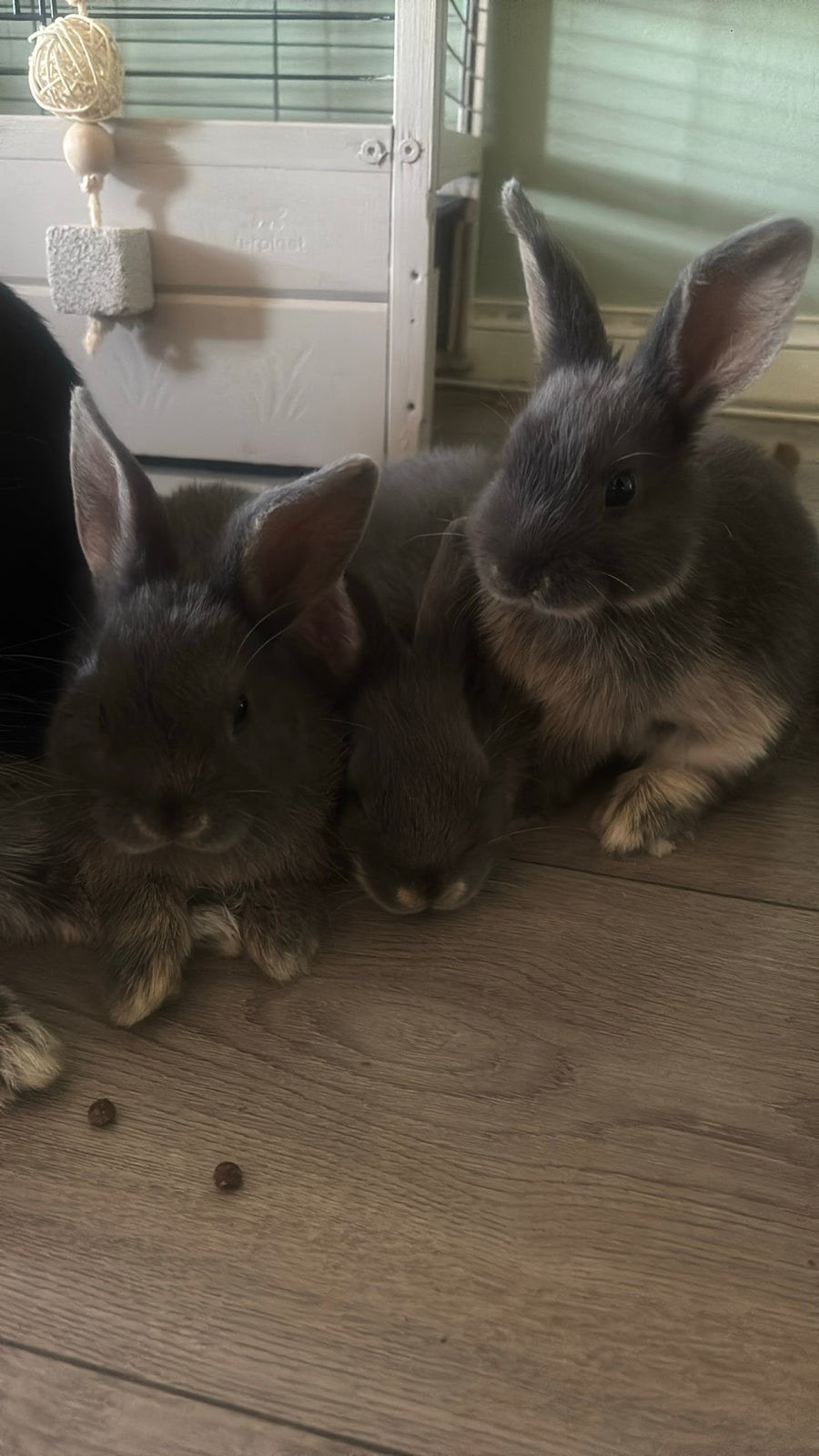 Baby konijnen, Dieren en Toebehoren, Konijnen, Geslacht onbekend, Middelgroot, 0 tot 2 jaar