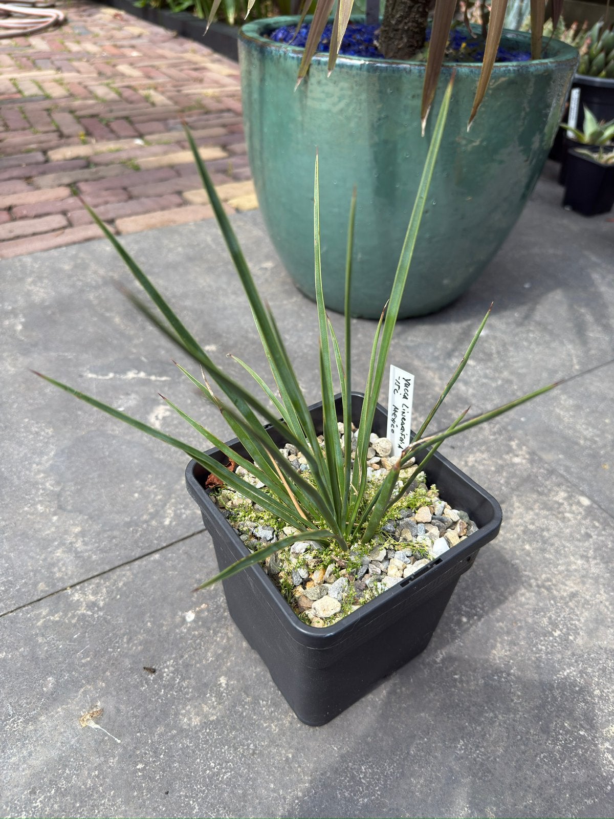 Yucca Linearifolia, Ophalen of Verzenden, Overige soorten, Volle zon