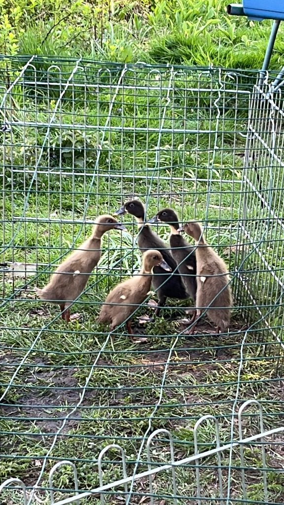 loopeend kuikens, Dieren en Toebehoren, Pluimvee, Geslacht onbekend, Eend
