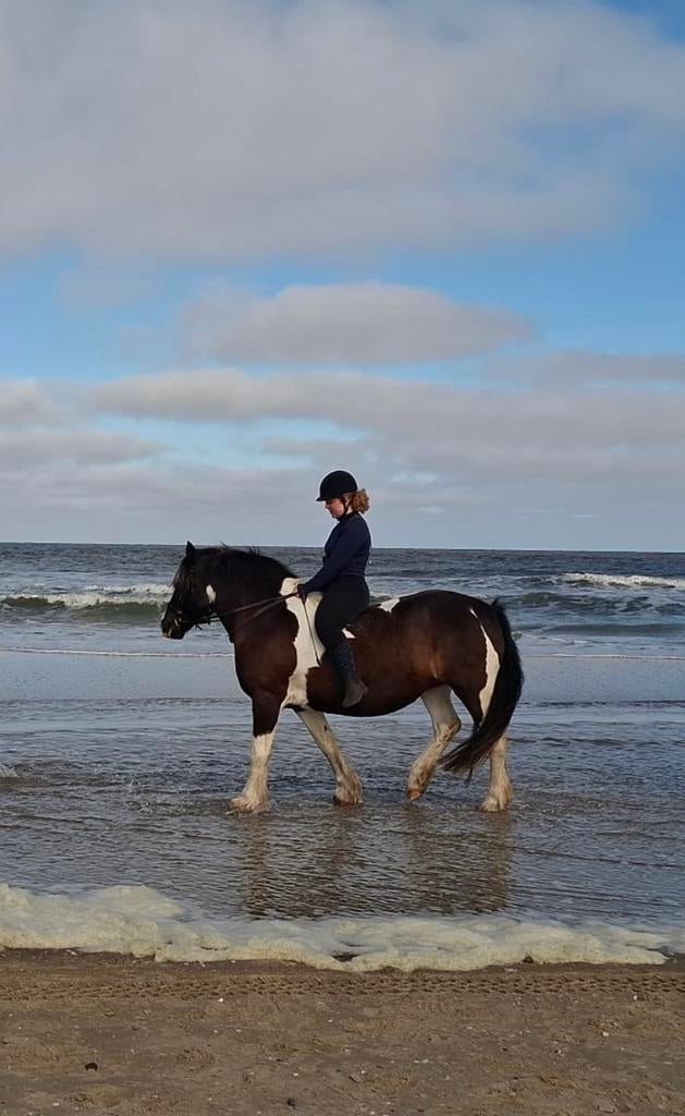 Verzorg pony of paard gezocht, Dieren en Toebehoren, Ophalen of Verzenden