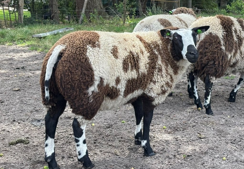 Te koop: 3 luxe bonte ooilammeren, Dieren en Toebehoren, Vrouwelijk, Schaap, 0 tot 2 jaar