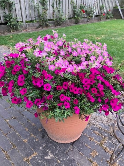 Elho Green Basics Campana Bloempotten (40 cm) 6stuks, Ophalen, Kunststof, Gebruikt, 40 cm of meer
