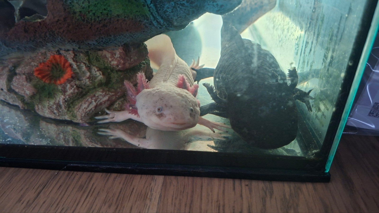 2 axolotls, aquarium en toebehoren, Overige soorten, 3 tot 6 jaar