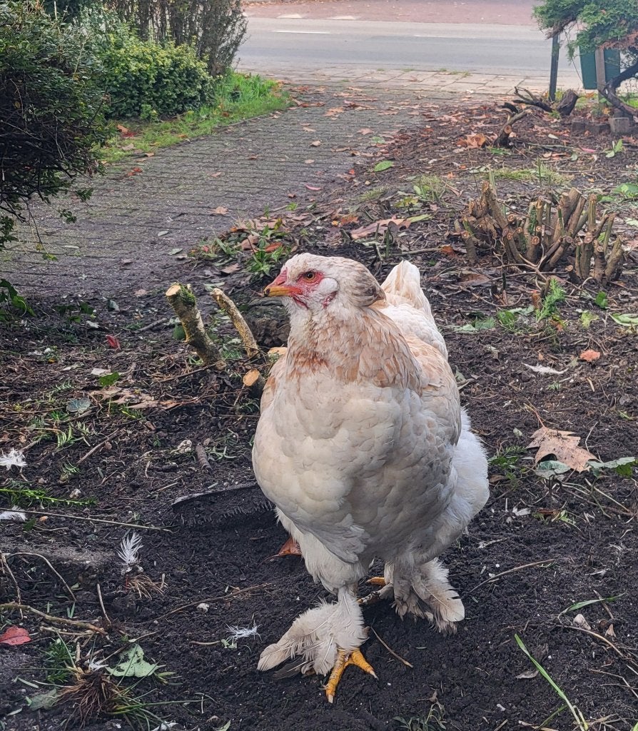 2 kippen te koop – Brahma en legkip – €35, Dieren en Toebehoren, Vrouwelijk, Kip