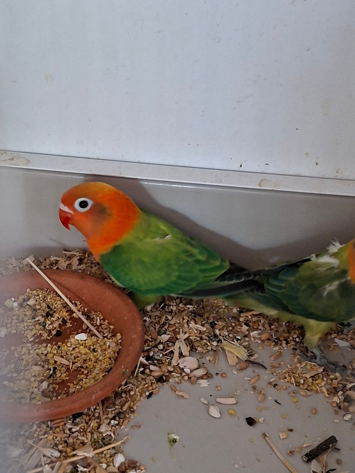 Opaline Fischeri  Wildkleur, Geslacht onbekend, Geringd