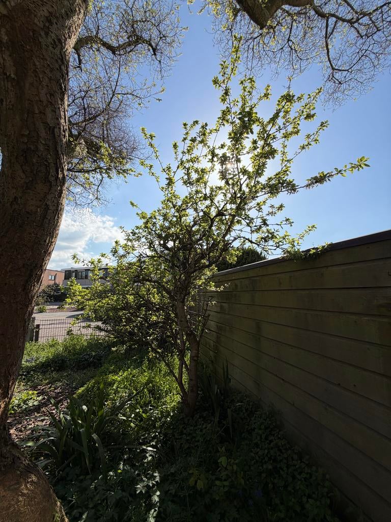Pruimenboom van ongeveer 30 jaar oud, Tuin en Terras, Ophalen, Lente, Volle zon, 250 tot 400 cm