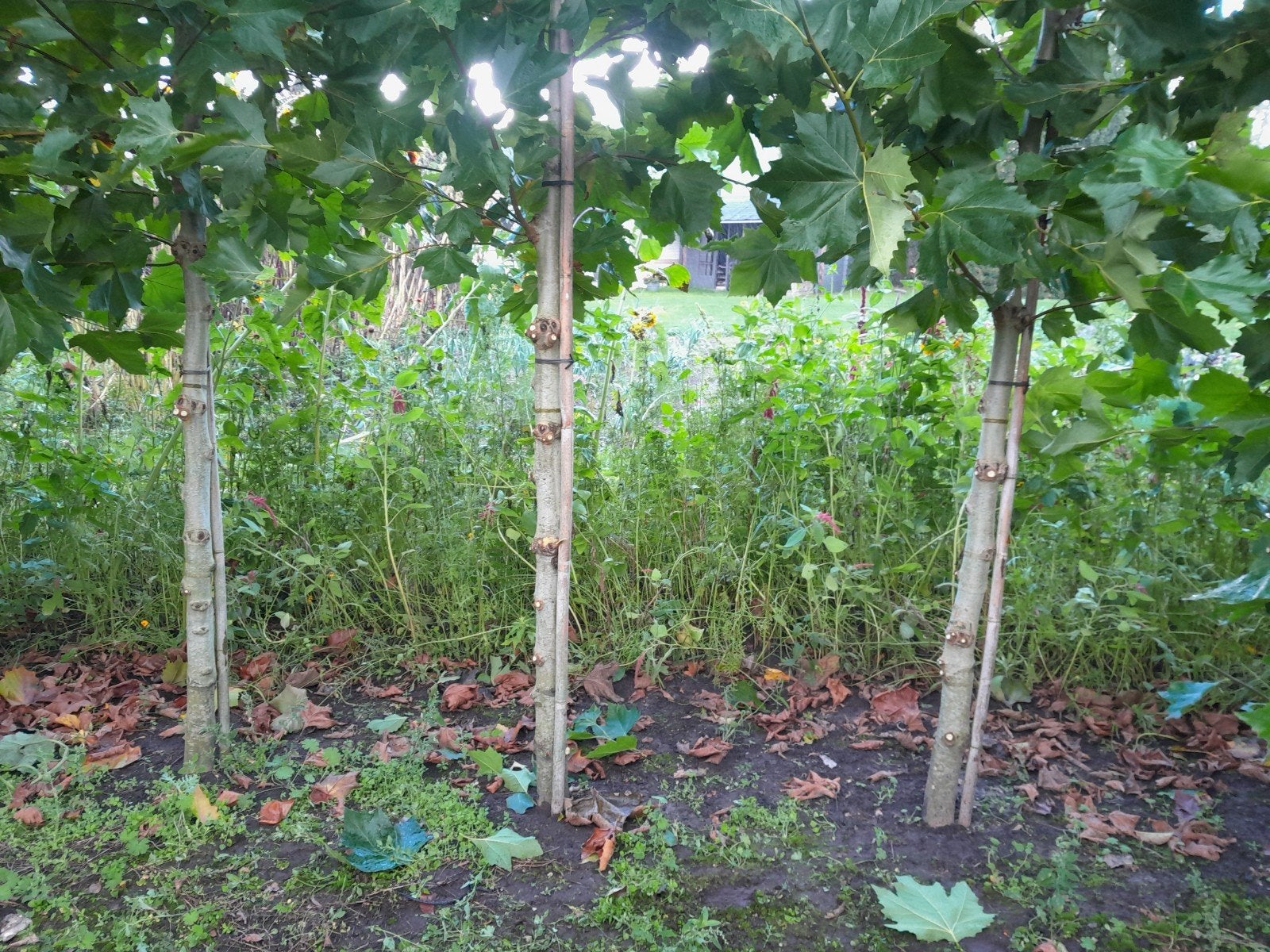 Plataan, Tuin en Terras, Ophalen, Bloeit niet, Leiboom, Halfschaduw