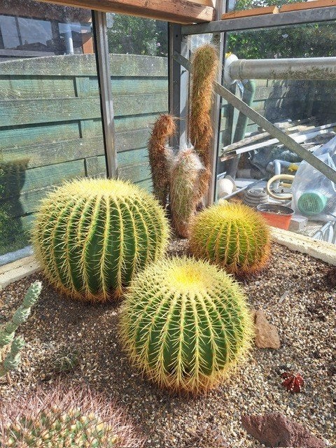 Schoonmoedersstoel cactus, Echinocactus grusonii, 3 stuks, Ophalen, Cactus, Volle zon, Minder dan 100 cm