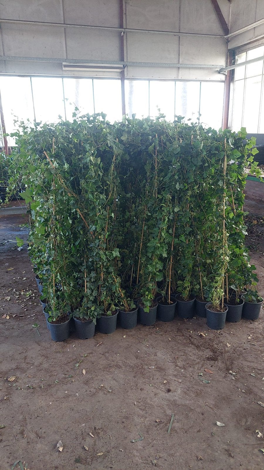 Hedera prima planten .150 cm +  partij 120 stuks  4,99 pst, Tuin en Terras, Planten | Tuinplanten, Ophalen, Vaste plant, Bloeit niet