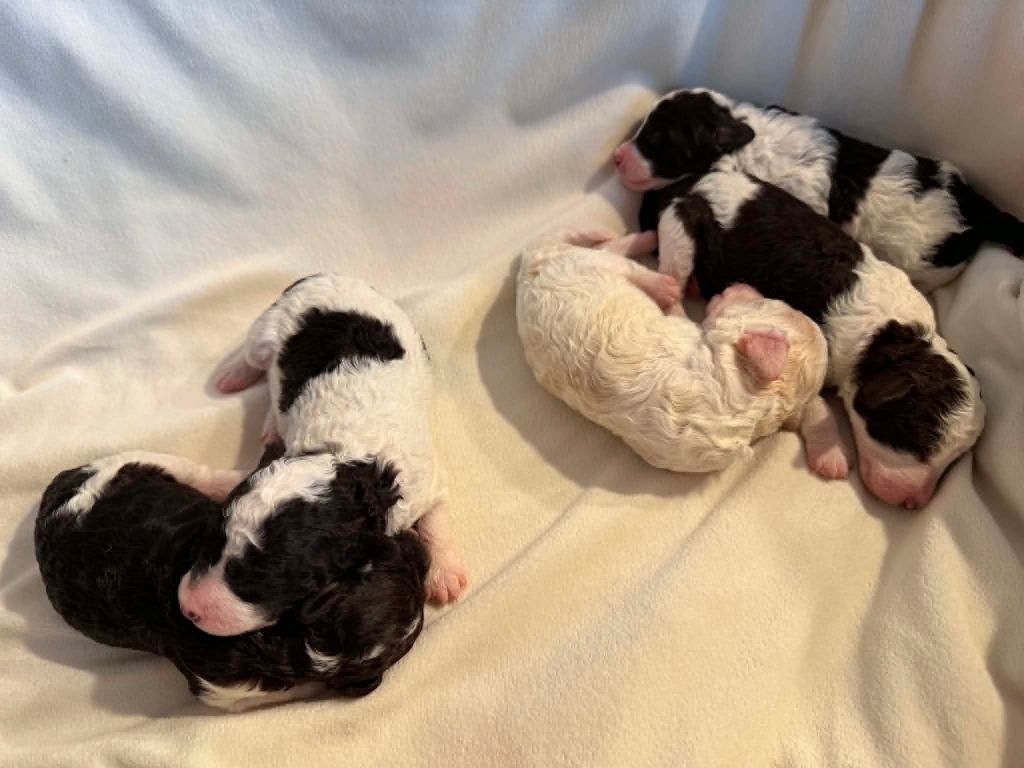 Prachtige harlekijn dwergpoedel pups, Poedel, Parvo, 8 tot 15 weken, Meerdere