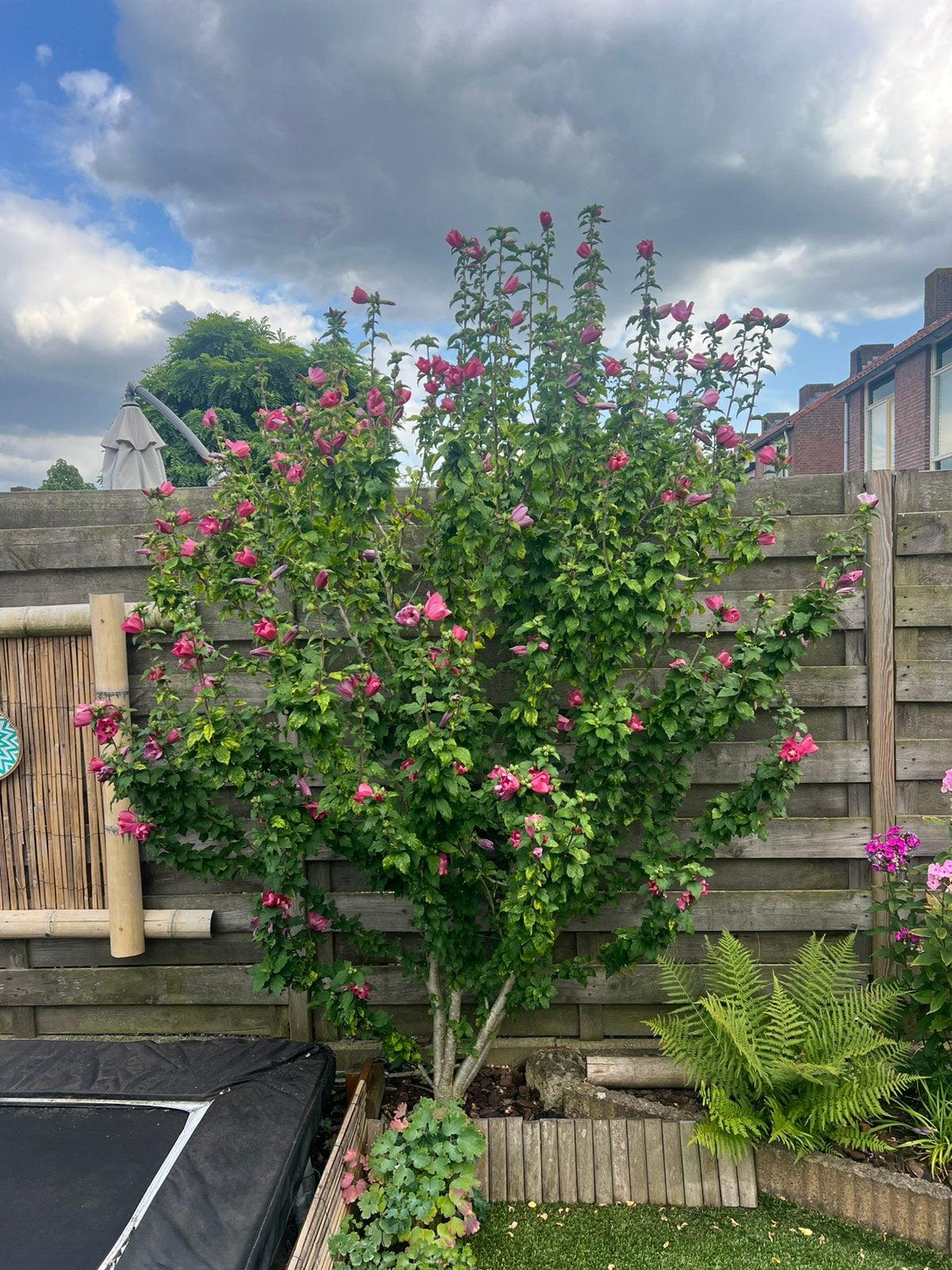 Mooie Hibiscus boompje, Overige soorten, 100 tot 250 cm, Zomer, Ophalen