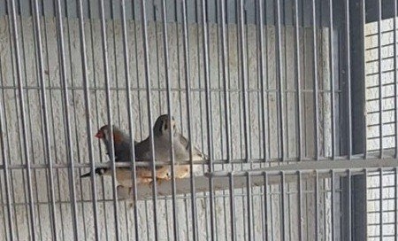 Koppel zebra vinken te koop, Dieren en Toebehoren, Vogels | Overige Vogels, Meerdere dieren