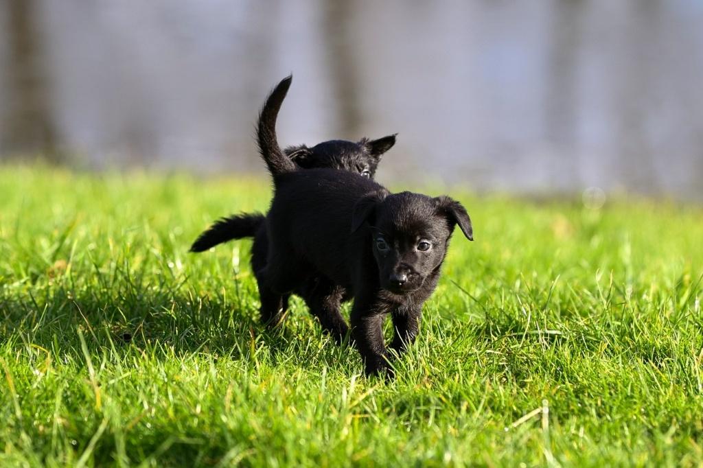 border collie pups / labrador pups / kruising, Dieren en Toebehoren, Honden | Herdershonden en Veedrijvers, Meerdere dieren, Collie