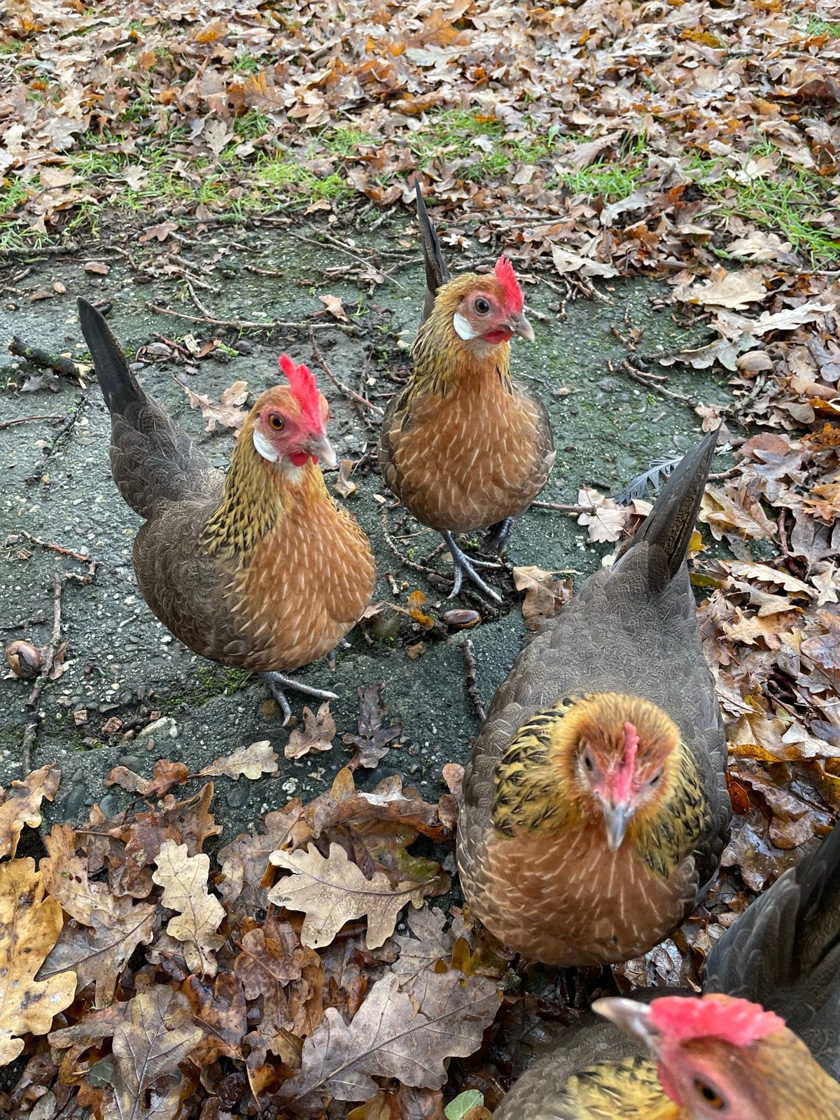 Mooie krielkippen., Dieren en Toebehoren, Vrouwelijk, Kip