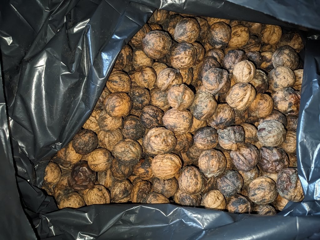 Walnoten 3,5 kg, Ophalen of Verzenden
