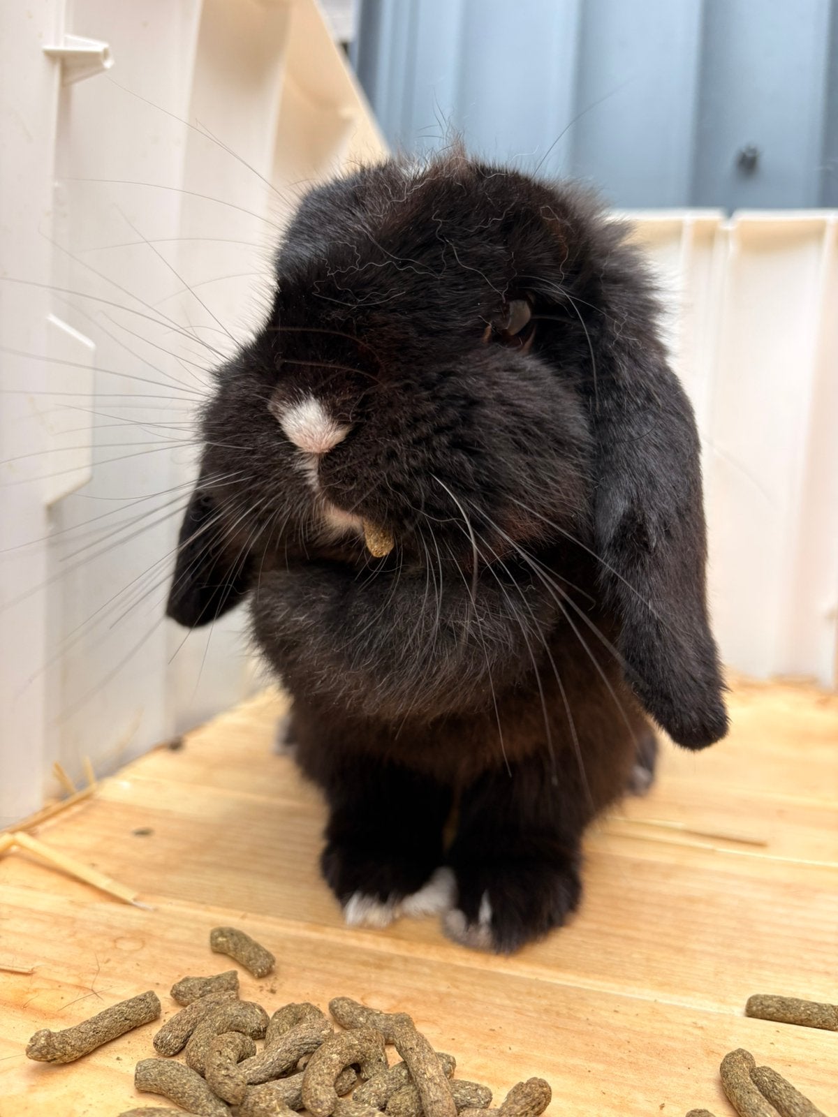 Lieve minilob voedster, Vrouwelijk, Dwerg