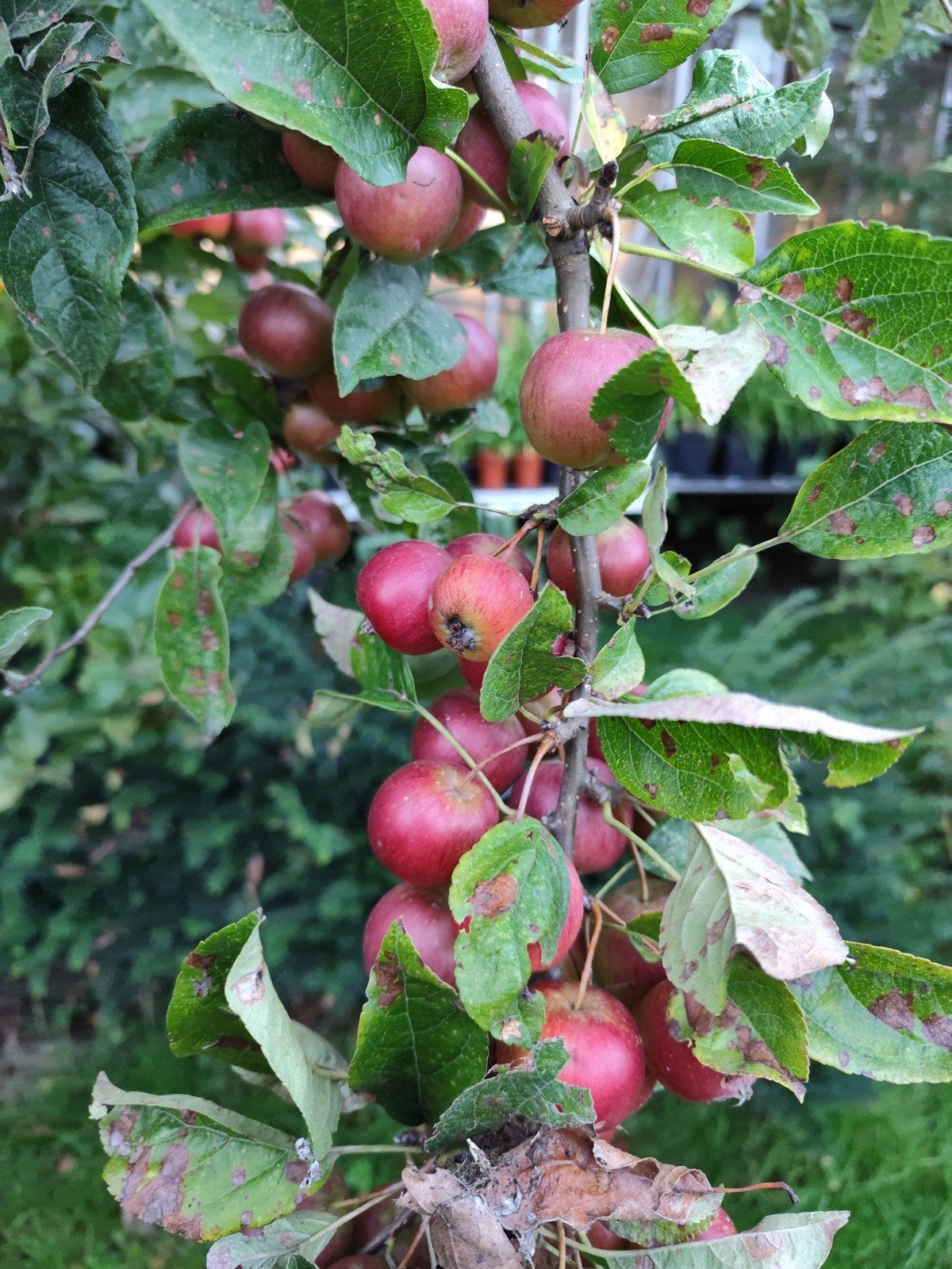Sierappeltjes - Prachtige decoratieve appels, Ophalen