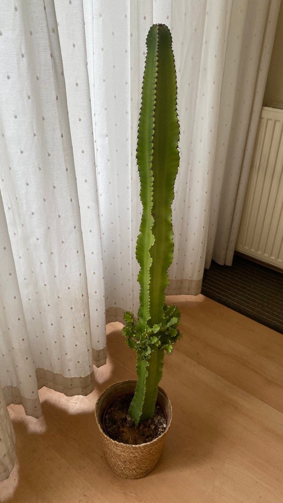 Cactus XL met mand, Huis en Inrichting, Ophalen, Cactus, Volle zon, Minder dan 100 cm
