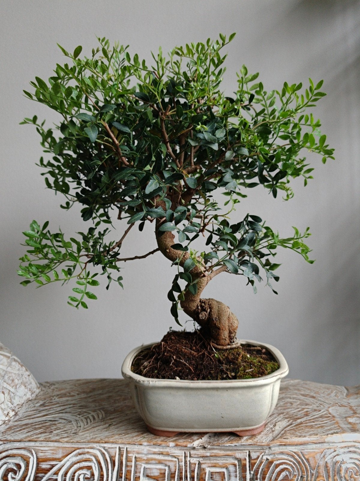 Pistache Lentiscus Bonsai 12jaar, Bloeit niet, Halfschaduw, Minder dan 100 cm, Overige soorten