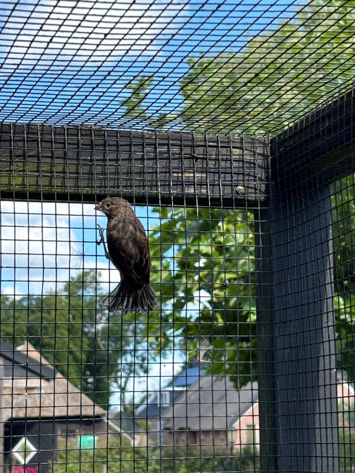 Twee Mexicaanse Roodmussen, Dieren en Toebehoren, Vogels | Overige Vogels, Geslacht onbekend, Wildzangvogel