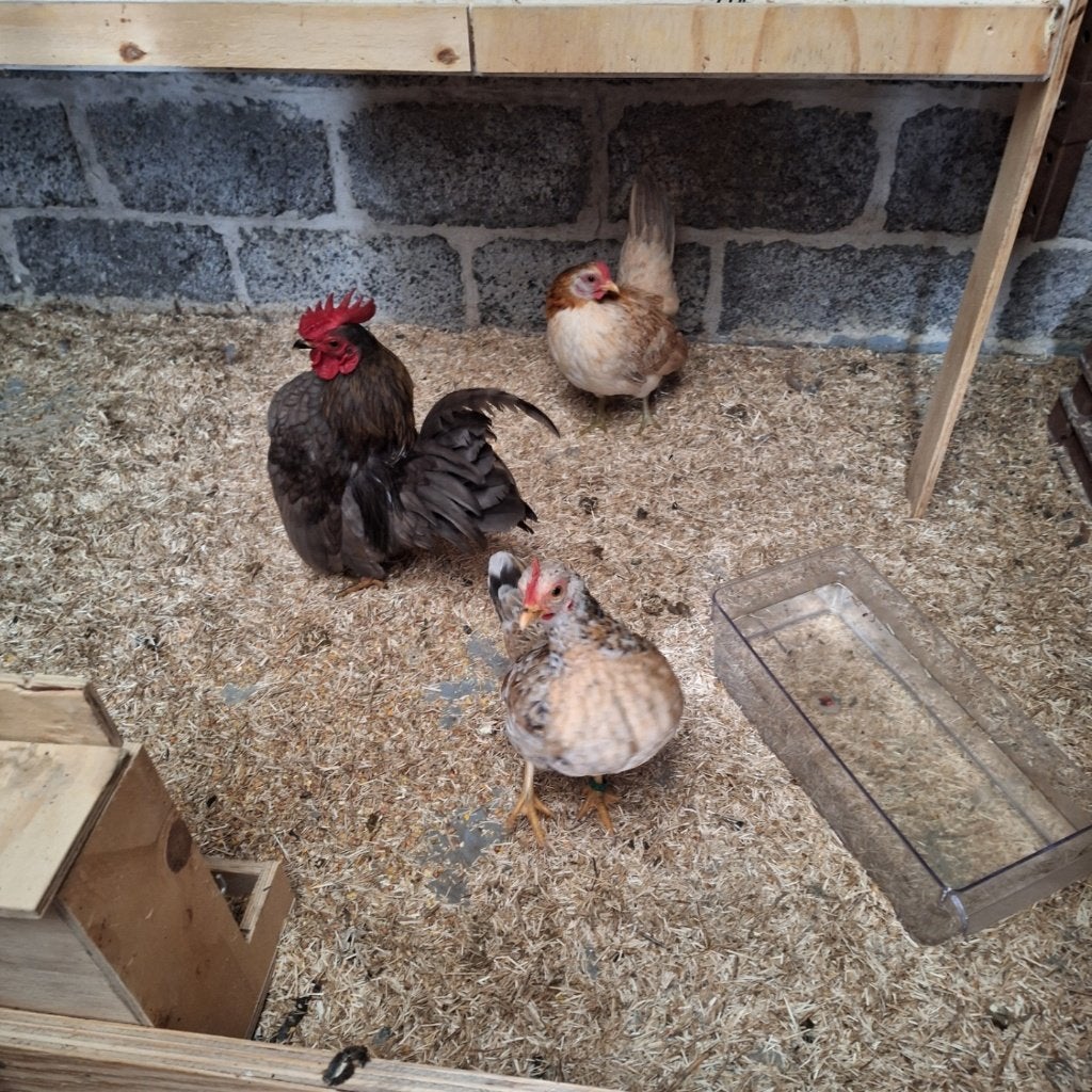 Serama kippen, Dieren en Toebehoren, Vrouwelijk, Kip