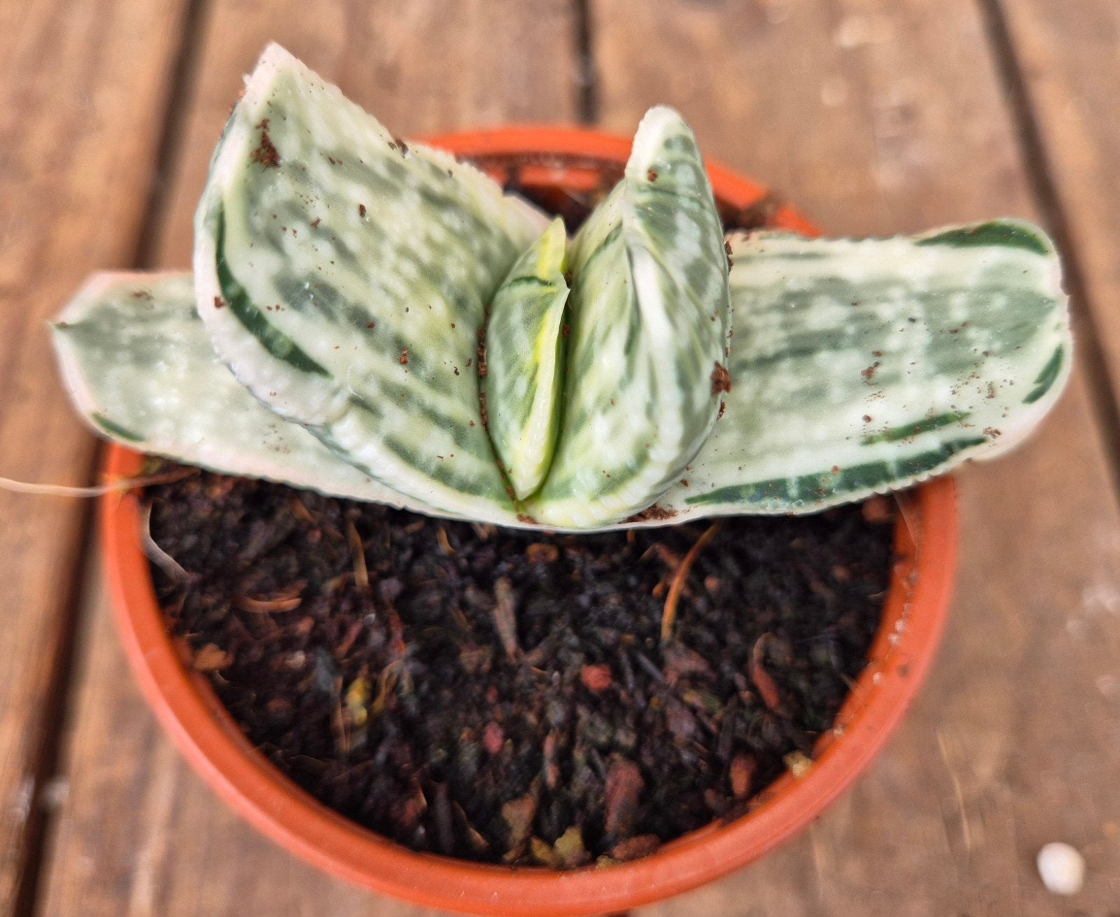 Gasteria CV. Sakura Fuji Wit p8,5 (4)