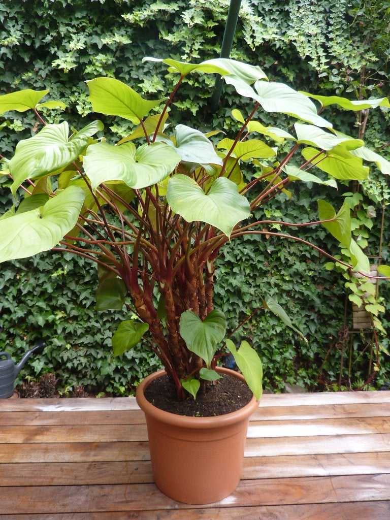 Homalomena rubescens "Maggy", Ophalen, 100 tot 150 cm, Overige soorten, Halfschaduw