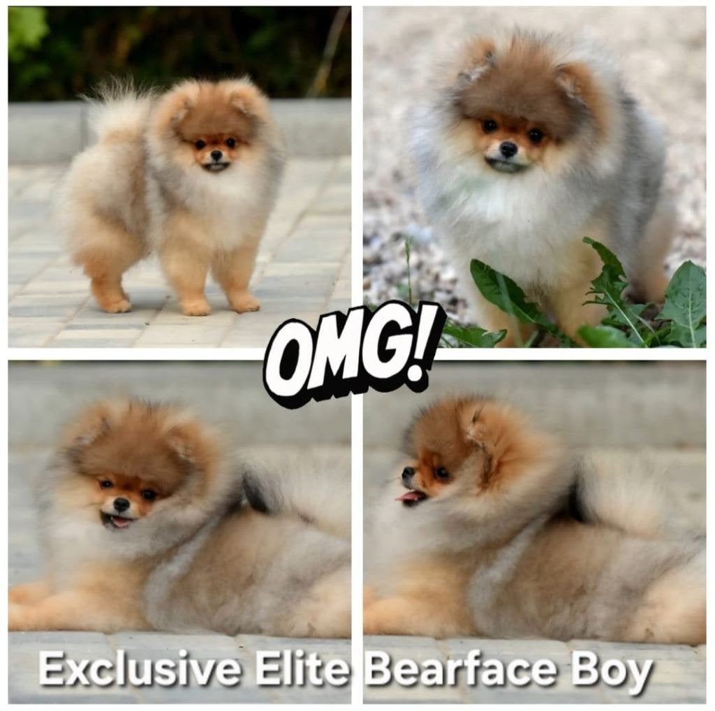 Mini Bearface Pomeriaan/Pomeranian Reutje Binnenkort in NL, Dieren en Toebehoren, Keeshond, 15 weken tot 1 jaar, Reu, Buitenland