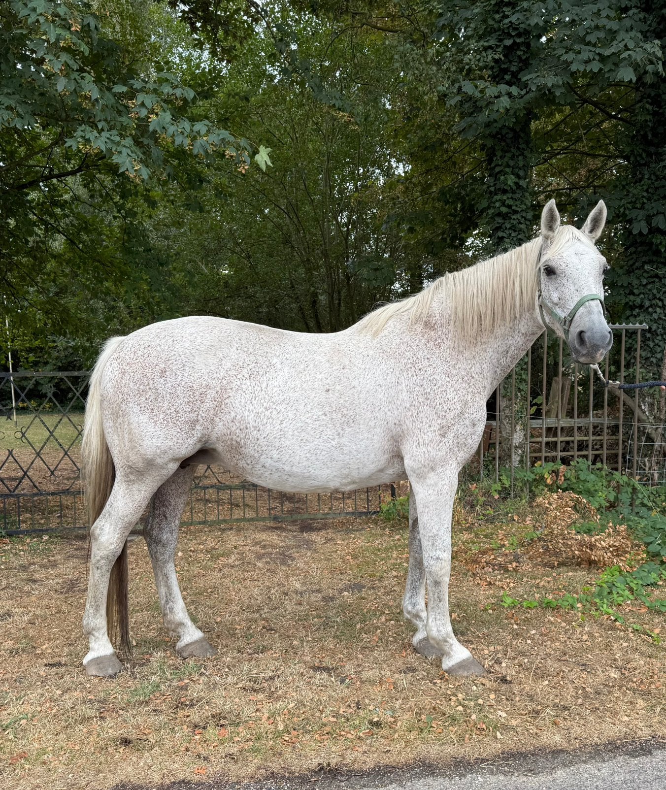 Interessante springgefokte merrie, Merrie, 165 tot 170 cm, Springpaard, 11 jaar of ouder
