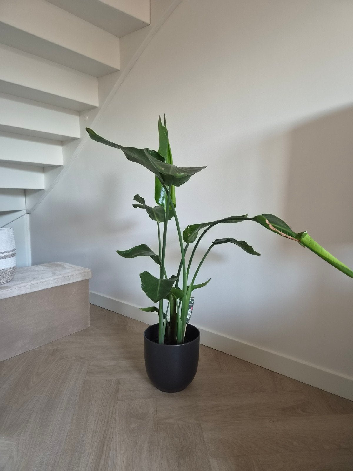 Strelitzia kamerplant ca. 120 cm hoog met pot, Ophalen, Halfschaduw, 100 tot 150 cm