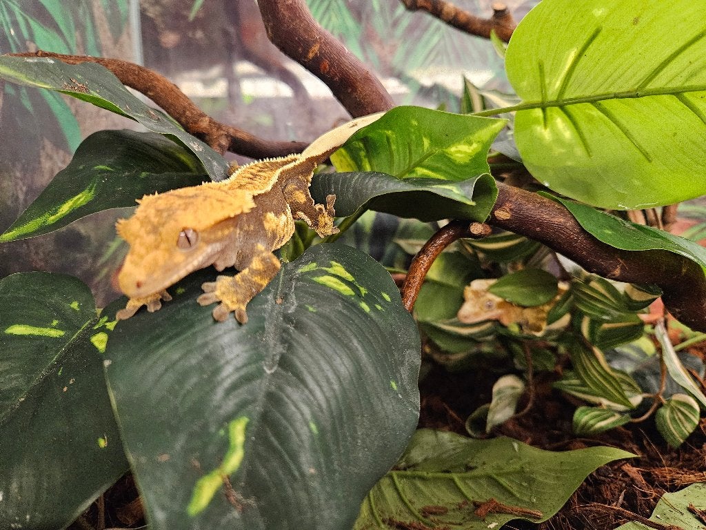 Correlophus ciliatus Wimpergekko's Crested Gecko photo 9