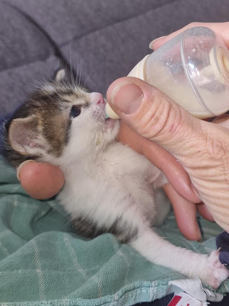 2 kittens te koop. 1 witte kater, 1cyperse kater, Poes