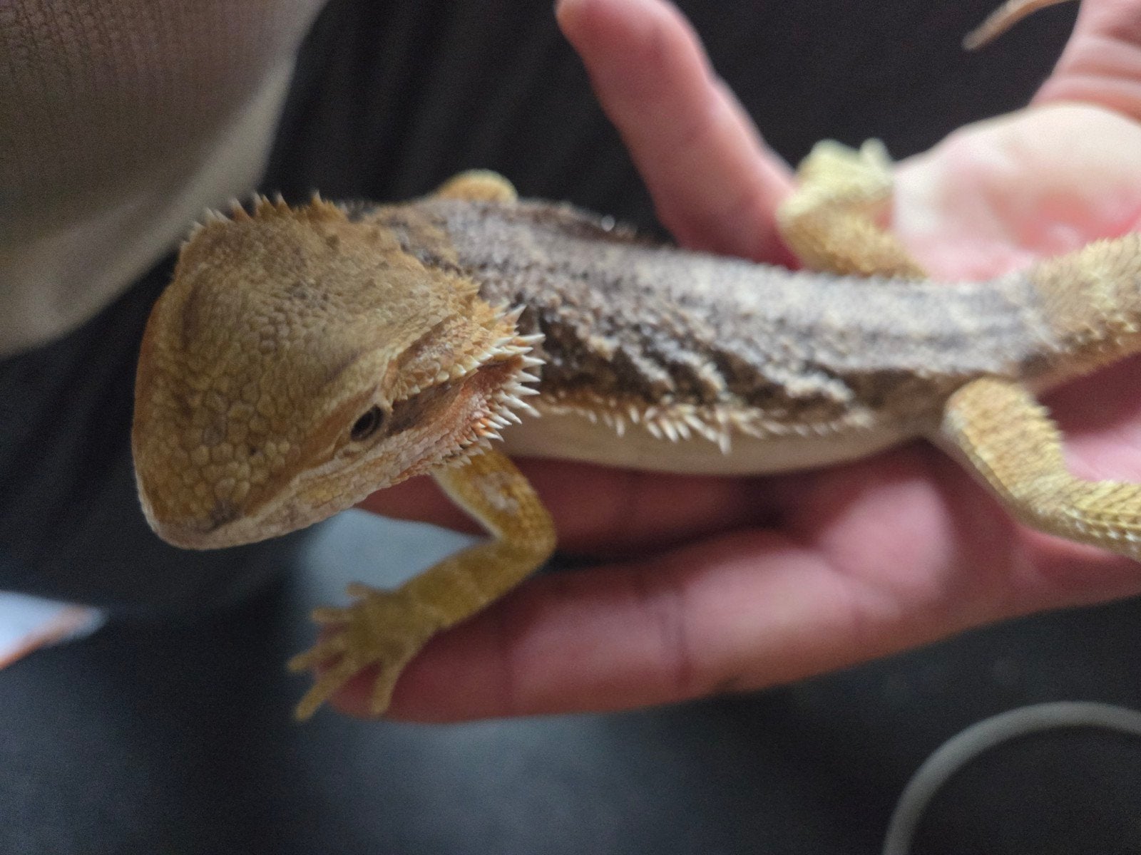 Baardagaam Pogona Vitticeps Citrus Dunner Bearded Dragon photo 3