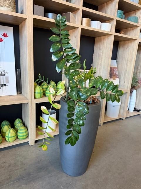 Natuurlijke plant met pot H90 cm, 1 stuk, Ophalen of Verzenden, In pot, Halfschaduw, Minder dan 100 cm
