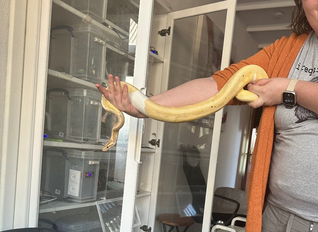 2.1 koningspythons te koop Ball Python photo 6
