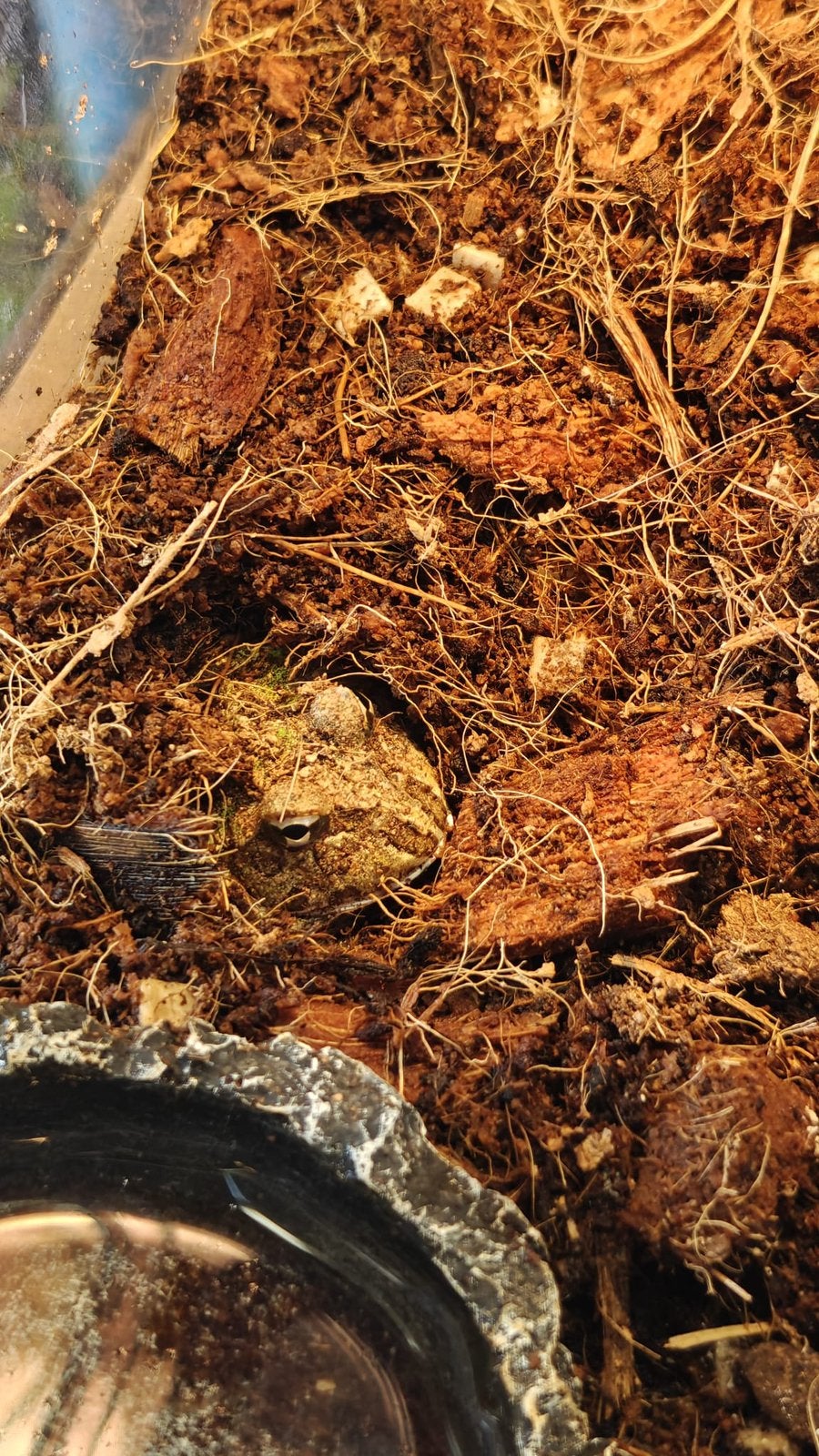 Groene Pacman-kikker Frog - unknown for sale from Johnny