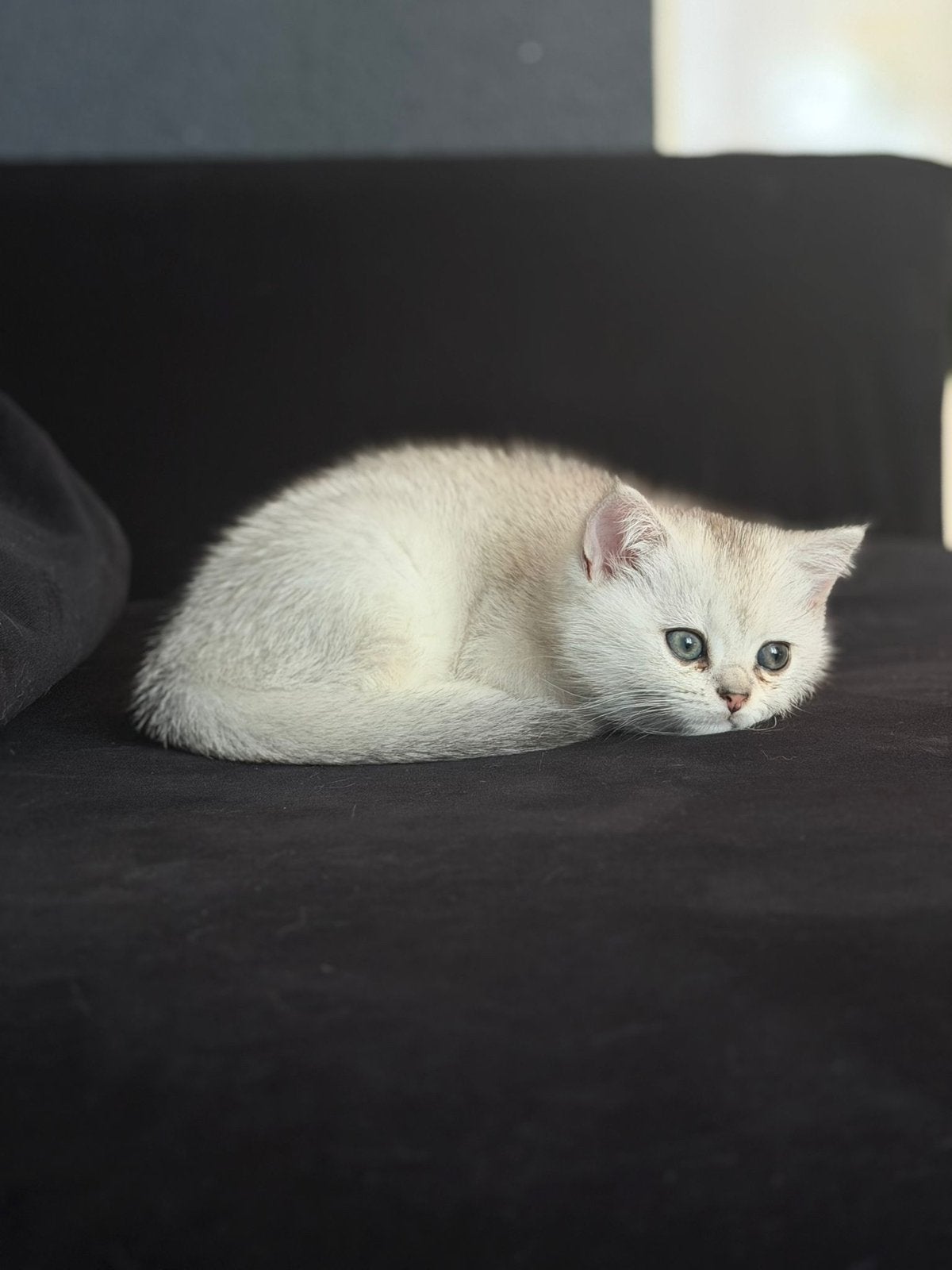 Britsekorthaar kittens, Dieren en Toebehoren, Meerdere dieren