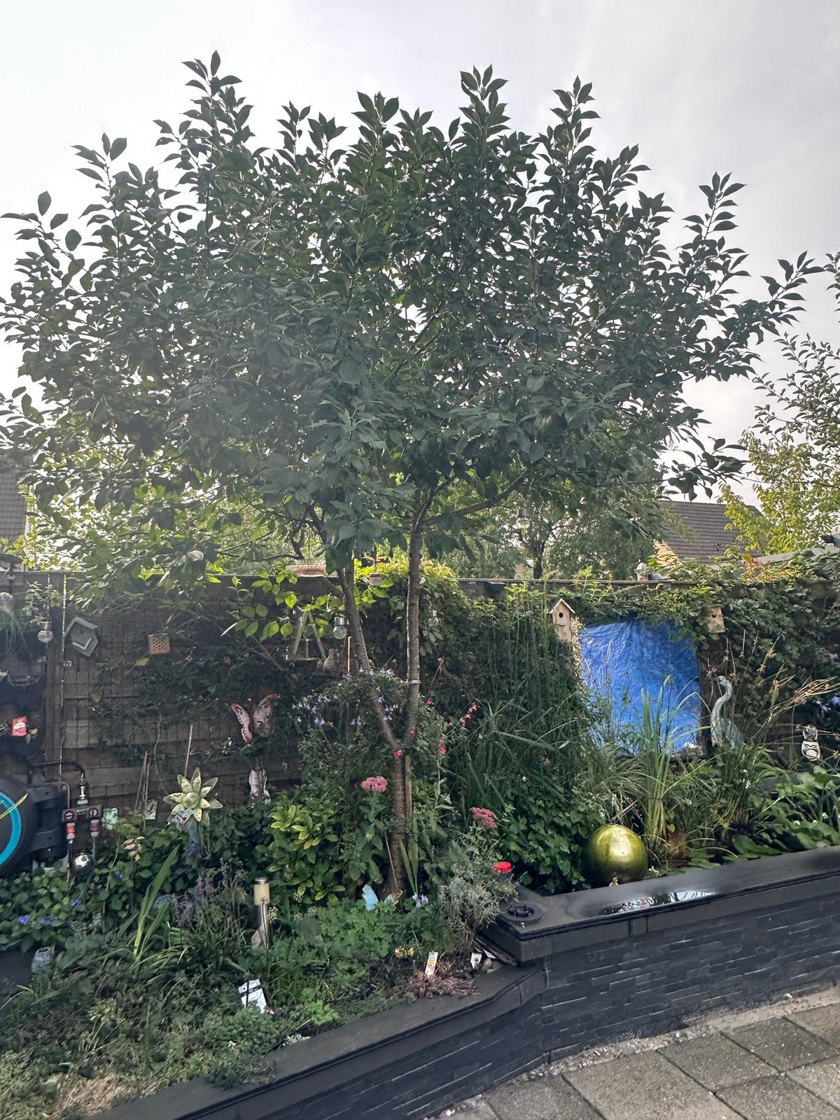 Kersenboom, Ophalen, Halfschaduw, Overige soorten, Lente