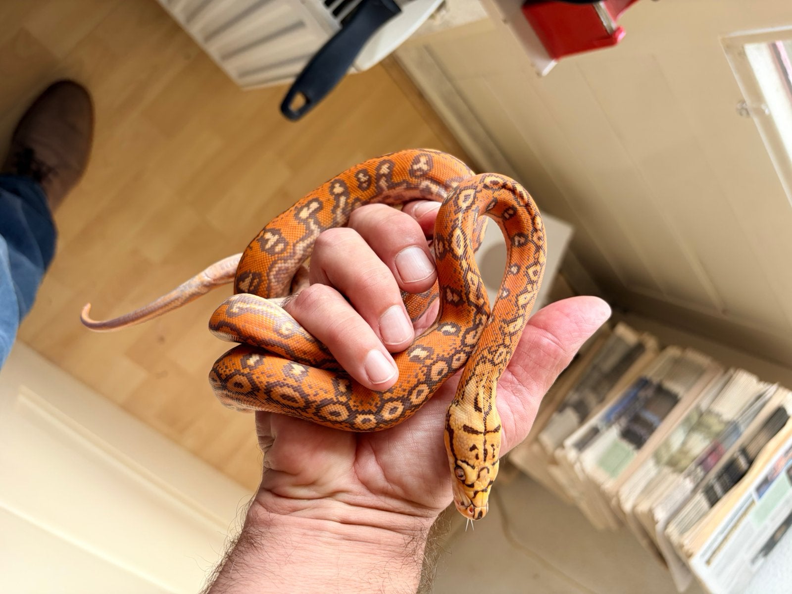 Nakweek 2026 Python Reticulatus, Dieren en Toebehoren, Slang, 0 tot 2 jaar