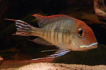 Zuid A. Cichliden: Geophagus pyrocephalus (Tapajos Red Head), Dieren en Toebehoren, Vis, Zoetwatervis